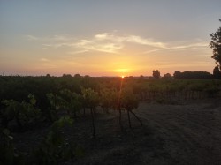 Vignes à St Aunes