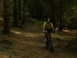 Une côte sous les sapins