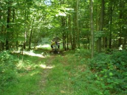 Bois de Gomare