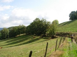 Km11 les vaches de Labat