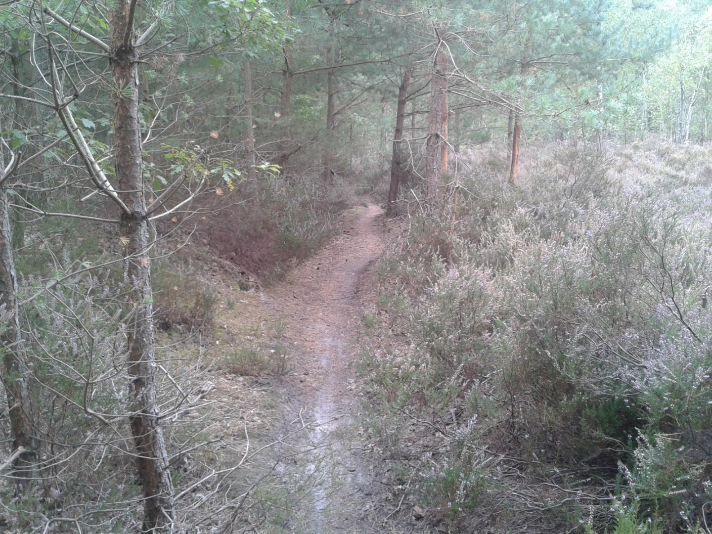 Le Bon Saint Arnoult 2017 - 55 km