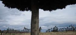 vignes