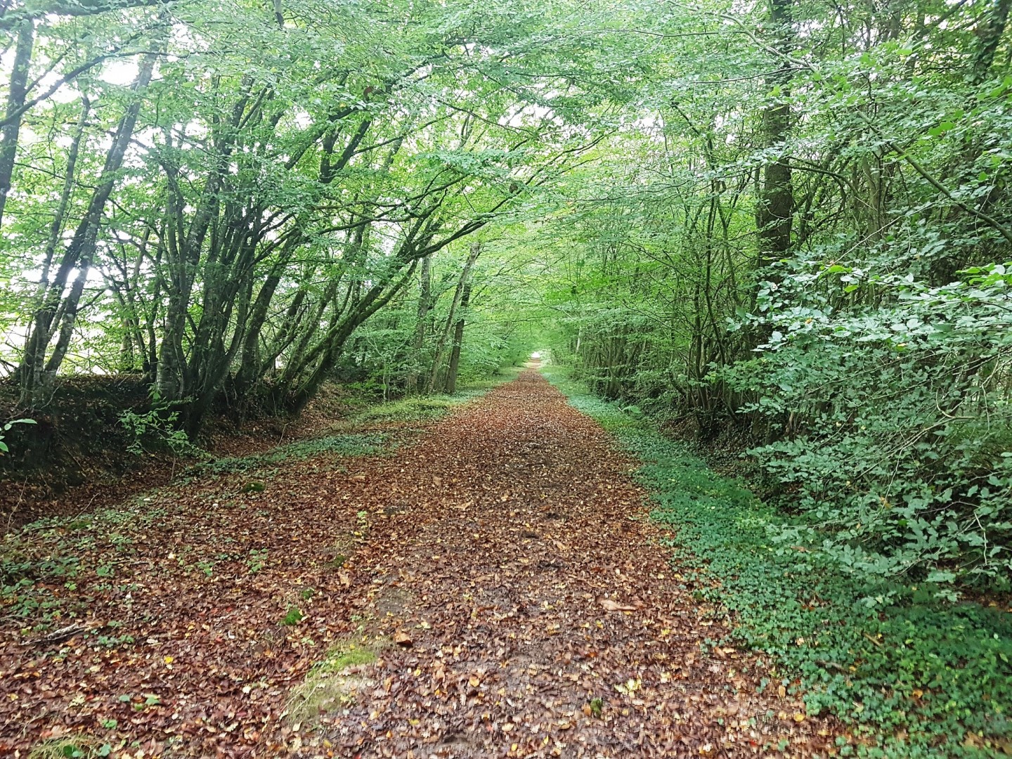 Forêts de Liffré et Saint-Aubin-du-Cormier