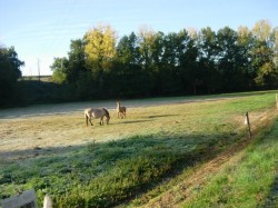 Les chevaux de Samezan