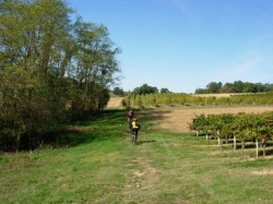 Vignes de Ségas