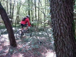 Bois avant Ségas