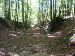 Sentier dans les bois de Marceau
