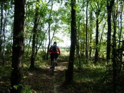 Sortie du bois vers Biot