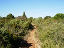 km10 début d'une longue descente en single ludique
