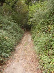 Sentier en sous bois avec ornières de quad