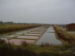 Marais salant