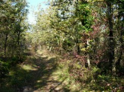 Km5  chemin au bois de Lissard