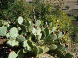 Plein Sud des Cactus...