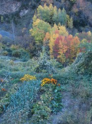 couleurs d'octobre !!!