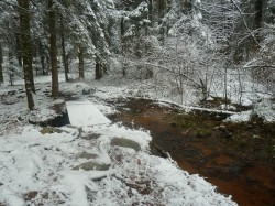 Forêt de Breuil