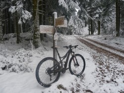 Forêt de Breuil