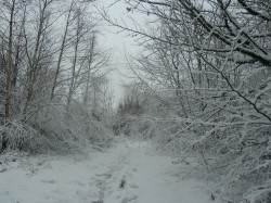 Forêt de Breuil