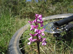 Orchidée sauvage