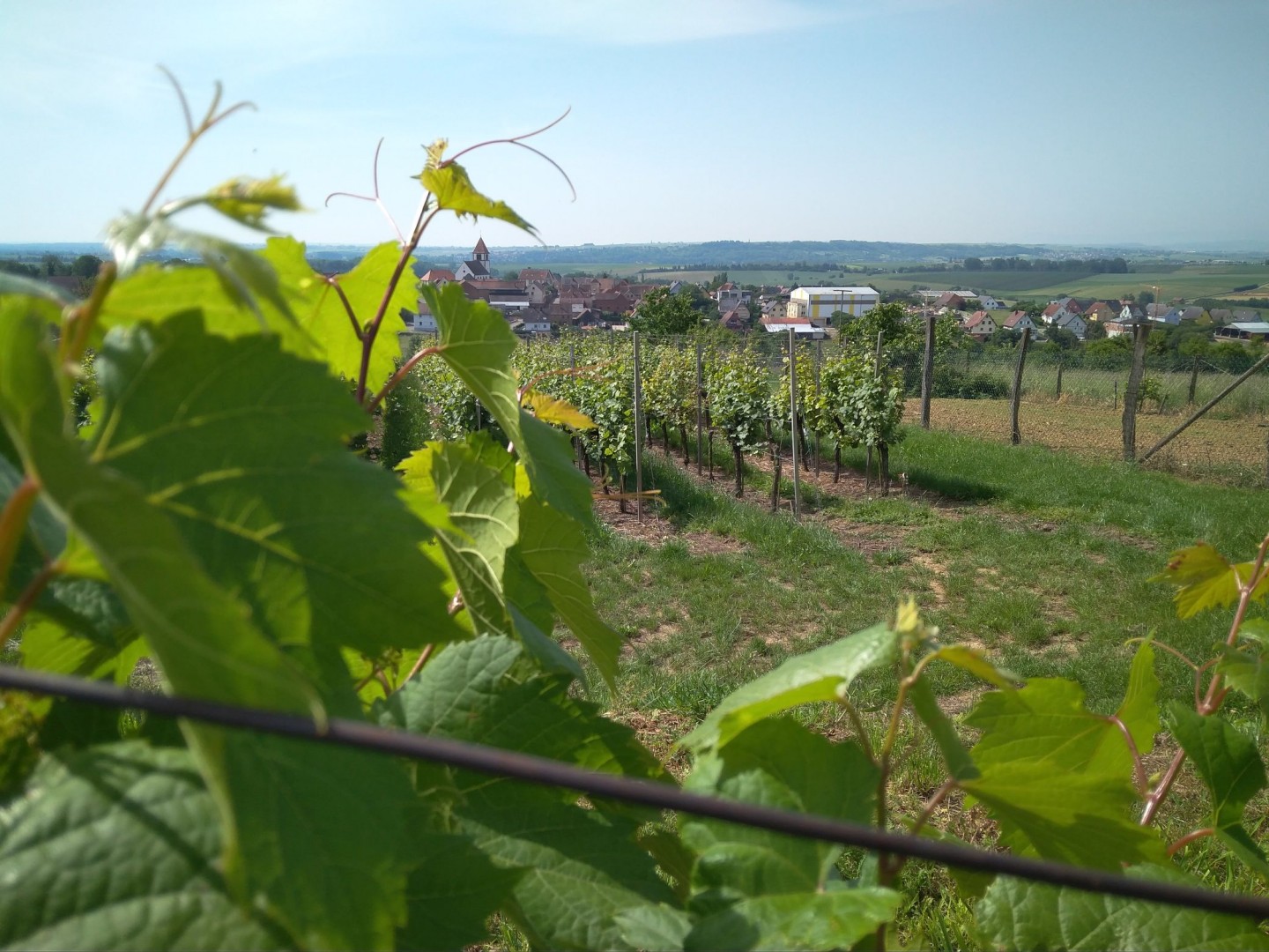 Collines du pays de la Zorn