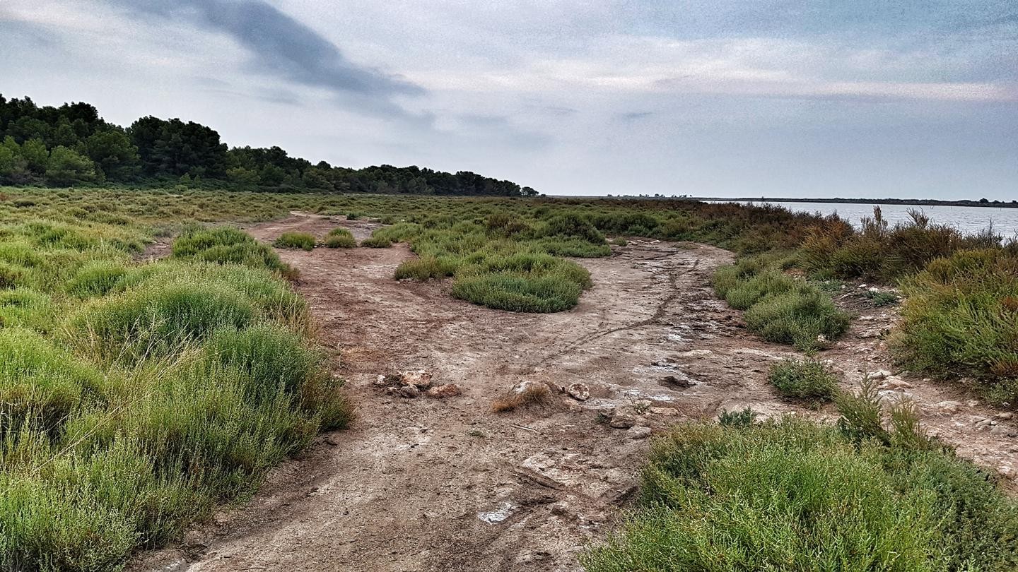 Bois des Aresquiers et salins de Frontignan depuis Vic-la-Gardiole
