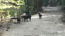 1) Dans la forêt du Valdu Niellu, rencontre avec les occupants