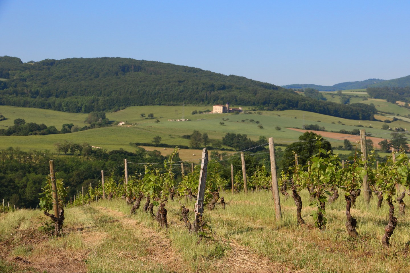 Pays de L'Arbresle - Parcours n°52 : Entre vignes et bois
