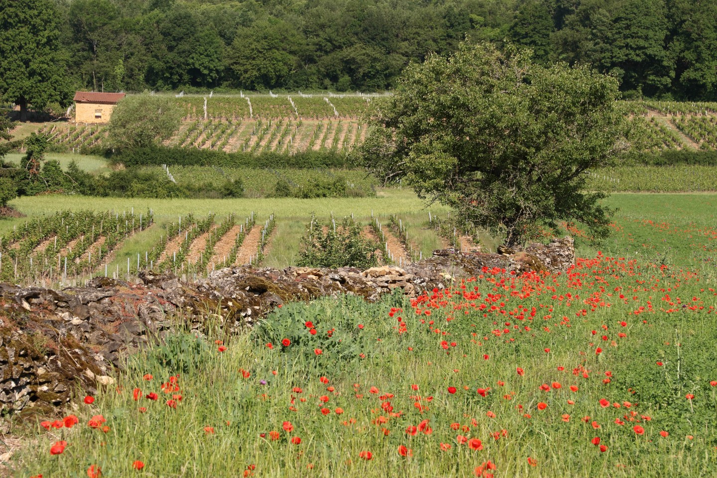 Pays de L'Arbresle - Parcours n°53 : Coteaux des pierres dorées