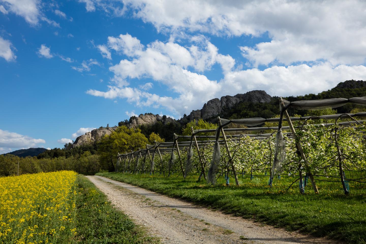 Domaine VTT Provence-Alpes, secteur Val de Durance - Circuit N°7 : Balade des Bruyères - Château-Arnoux
