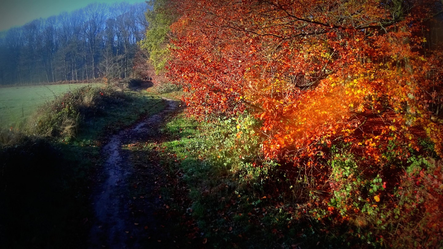 Dans la forêt de Soignes
