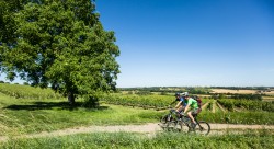 Vignobles de Saint-Pourçain Informations détaillées (Olivier Octobre / GTMC)