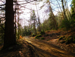 Chemin montant vers la piste forestière du Plan du Grand Jonc
