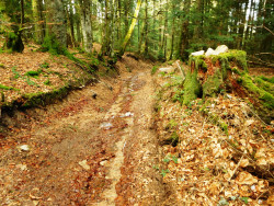Chemin technique descendant à la Croix du Trève Robin