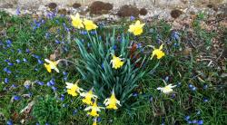 Fleurs sur le circuit, le 17 mars 2019