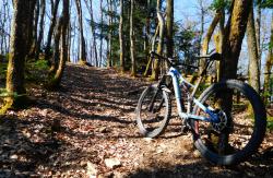 Au milieu des Bois