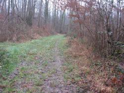 06.Fleurey.Bois des Breuleux.Chemin.