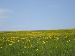 La bataille des pissenlits