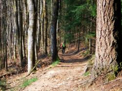 Piste dans les bois