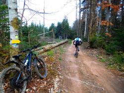 Bois de Dreuillien