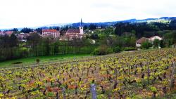 Clocher de St André d'Apchon et vignes du Bouthéran