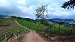Vignobles du Bouthéran