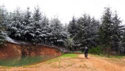 5 mai 2019, Haut de Montrond, sapins enneigés