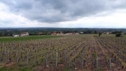 Vers la plaine Roannaise, vignoble du Bouthéran