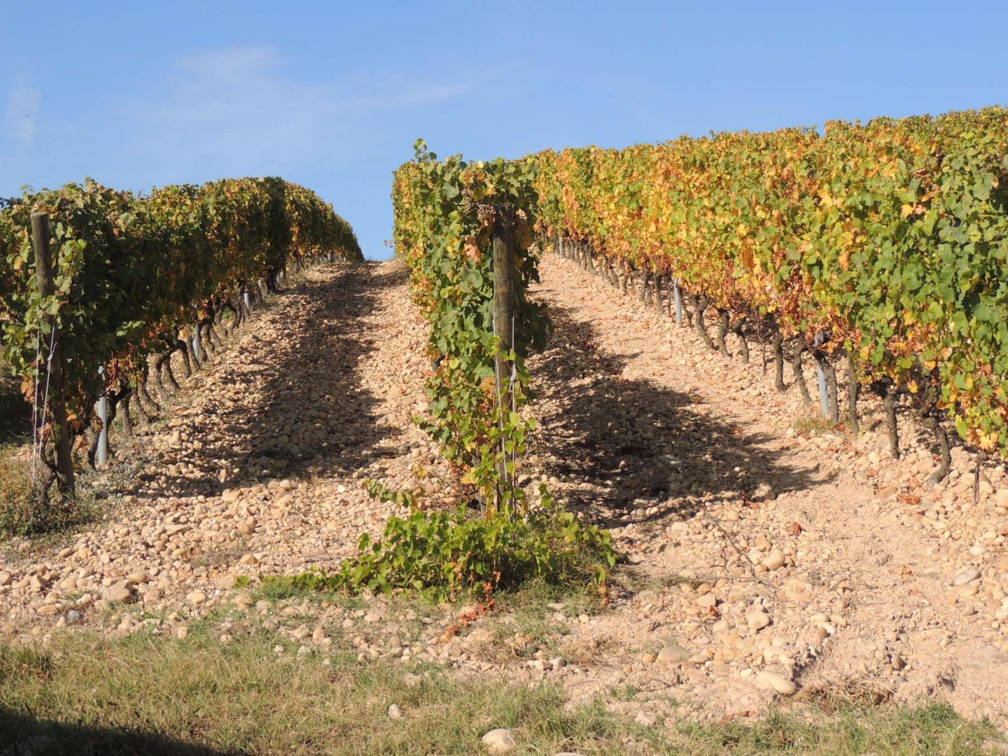 Millery - Circuit N° 220 : Les Vignes