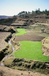 Cultures en terrasse dans l'arrière-pays de Betafo