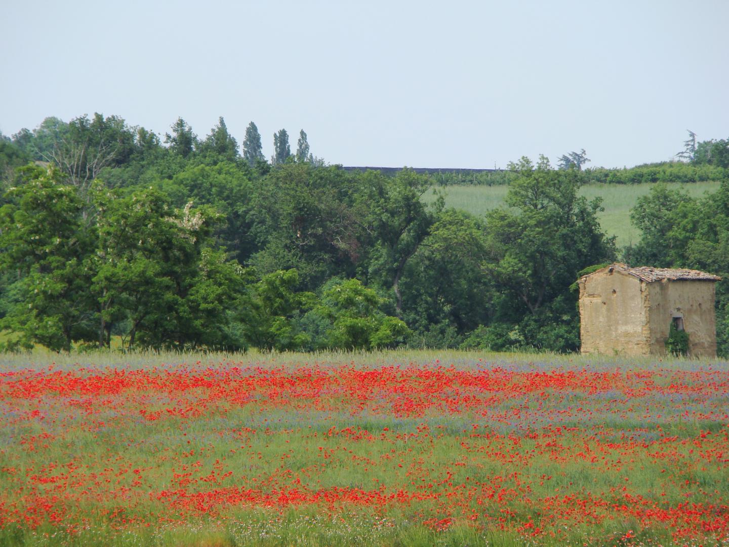Mornant - Circuit N° 156 : Sur le plateau