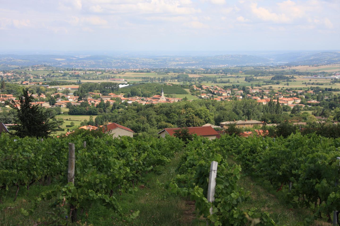 Les Hauts de Mornant - Circuit N° 165