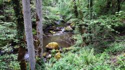 Gorges de la Besbre, végétation luxuriante