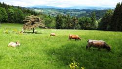 Vaches et paysages des Monts du Forez