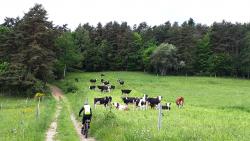 Moustache et vaches