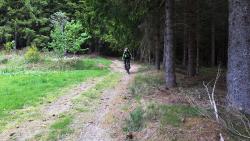 Chemin forestier